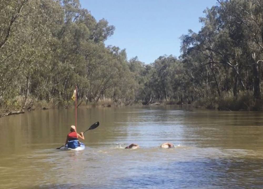 Murray river longdistance swimmer claims record Proud Mary